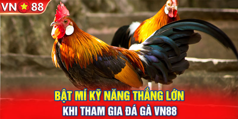 Bật mí kỹ năng thắng lớn khi tham gia đá gà VN88 