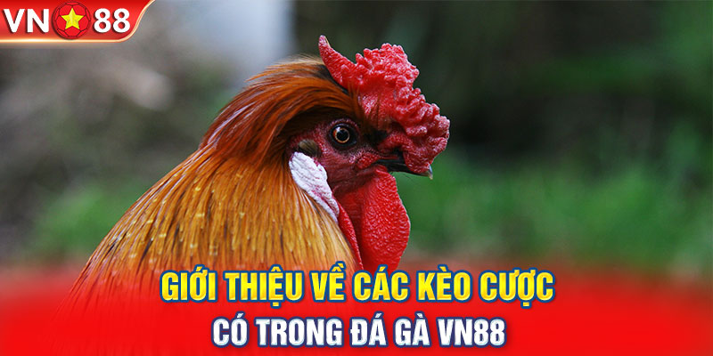 Giới thiệu về các kèo cược có trong đá gà VN88 