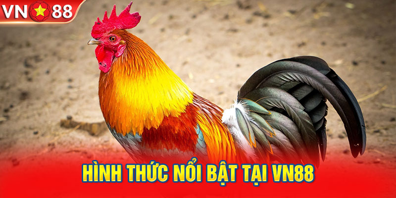 Đá gà trực tiếp - Hình thức nổi bật tại VN88