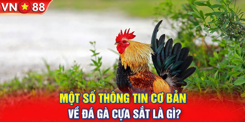 Một số thông tin cơ bản về đá gà cựa sắt là gì?